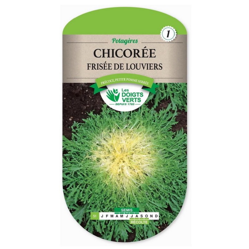 Chicorée Fine de Louviers (Cichorium Endivia)