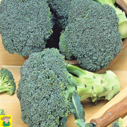 122355 Broccoli Calabrese - Chou brocoli Calabrese