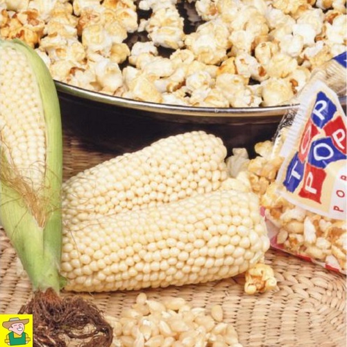 12424 Pofmaïs Plomyk - Maïs Popcorn Plomyk
