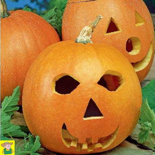 124775 Pompoen Jack O lantern - Courge Halloween Jack O lantern