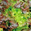 12680 Pluksla Rode eikenblad - Salad Bowl Laitue à Couper à Feuilles de Chêne Rouge