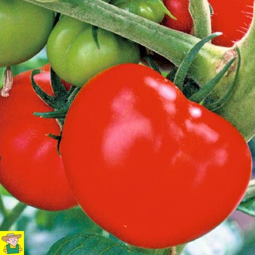 25 Graines Légumes-tomate-FANDANGO