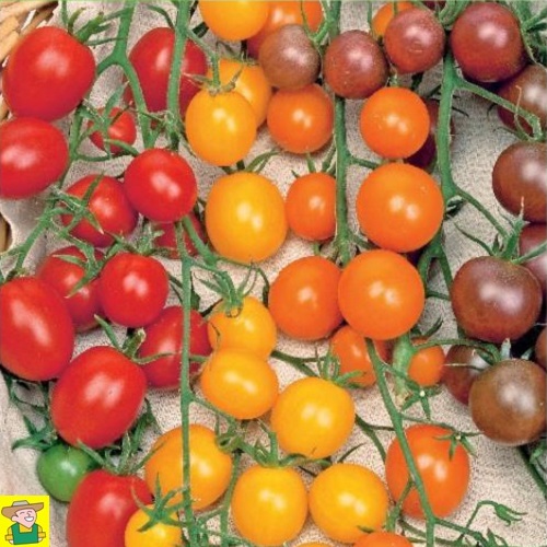 12828 Kerstomaten 4 Kleuren -  Tomate Cherry Mixed, Tomates cerise 4 Couleurs