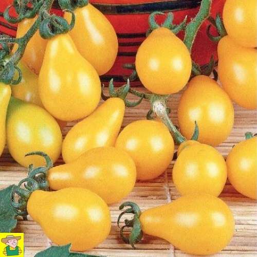 12830 Tomaat Yellow pearshaped - Tomaat Gele Peer - Tomate Poire Jaune