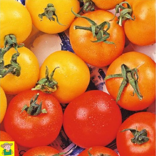 12847 Tomaat Kleurenmengsel - Tomate Mélange de 3 couleurs
