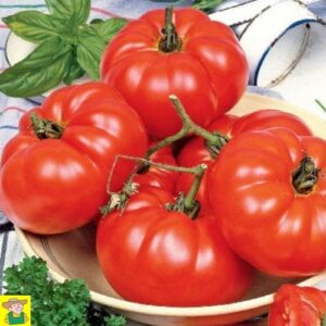 12850 Tomaat Marmande - Tomate Marmande