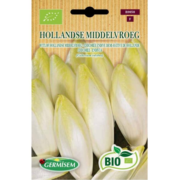 79050 Witloof Hollands middenvroeg Bio - Chicorée endive demi-hâtive de Hollande Bio