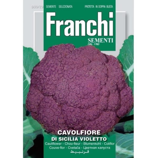 80616 Chou-fleur Di Sicilia Violetto