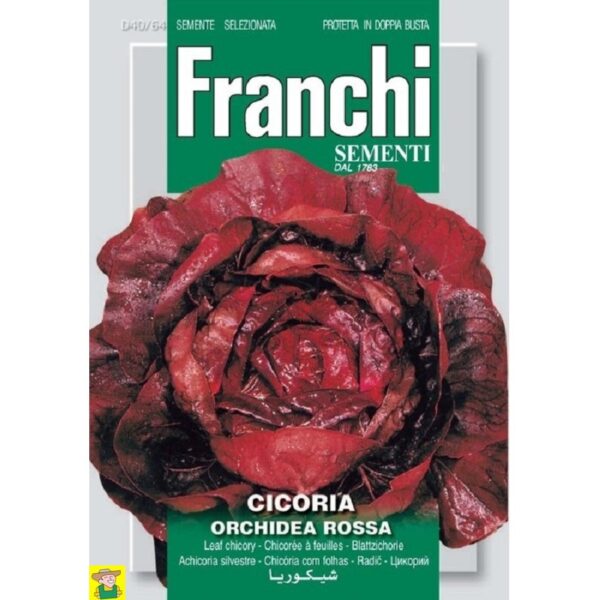 80628 Chicorée Orchidea Rossa