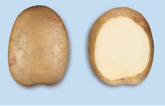Aardappel Première - Pommes de terre Première