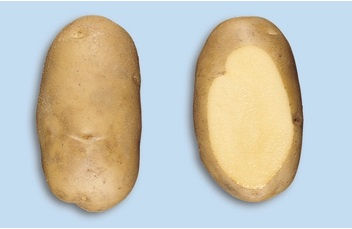 Aardappel Nicola - Pommes de terre Nicola