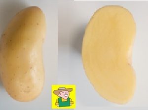 97600 Aardappel Charlotte - Pomme de terre Charlott