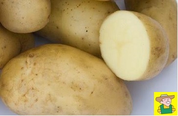 Aardappel Amandine - Pomme de terre Amandine 1kg