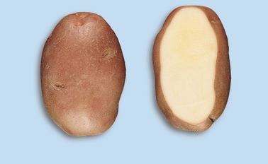 Pommes de terre Désiré