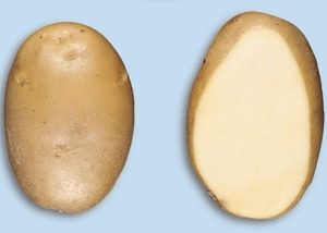 Aardappel Agria - Pomme de terre Agria