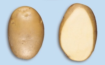 Aardappel Agria - Pomme de terre Agria
