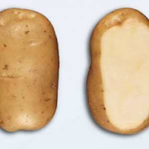 Aardappel Bintje - Pomme de terre Bintje