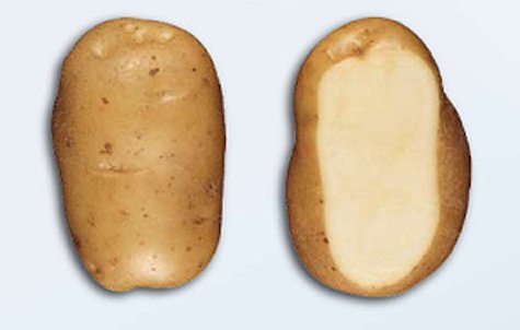 Aardappel Bintje - Pomme de terre Bintje