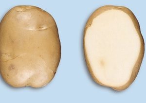 Aardappel Jaerla - Pomme de terre Jaerla