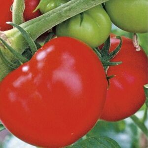 Tomates Charnues Reproductives
