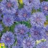 14167 Centaurea Cyanus Blue Ball - Korenbloem - Bleuet