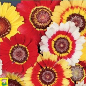 14185 Chrysanthemum Carinatum Mix - Ganzebloem - Chrysanthème à Carène