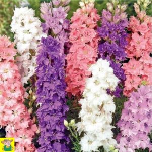 14250 Delphinium Ajacis Mix - Riddersporen Hyacinthbloemig - Pied d'Alouette à Fleurs Jacinthe