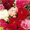 14275 Dianthus Caryophyllus Mix - Chabaud Anjer - Oeillet Chabaud