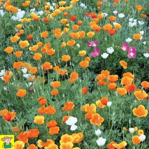 14290 Eschscholtzia Californica Mix - Slaapmutsje Enkelbloemig - Pavot de Californie Fleurs Simples