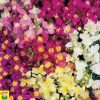 14440 Linaria Maroccana Fairy Bouquet - Vlasleeuwenbekje - Linaire