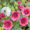 14475 Malopa Trifida Grandiflora Mix - Trechtermalva Grootbloemig- Malope à Grande Fleurs