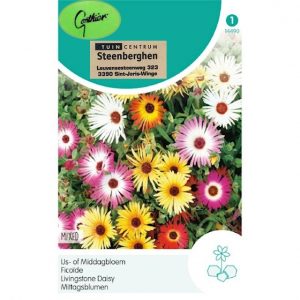14490 Mesembryanthemum - Dorotheanthus - Ijsbloem - Middagbloem - Ficoïde