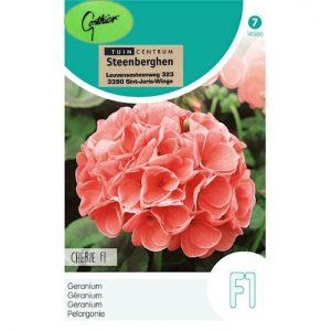 14560 Pelargonium Zonale Cherie F1 - Rechte Geranium Zalmrose - Géranium Droit Rose Saumon