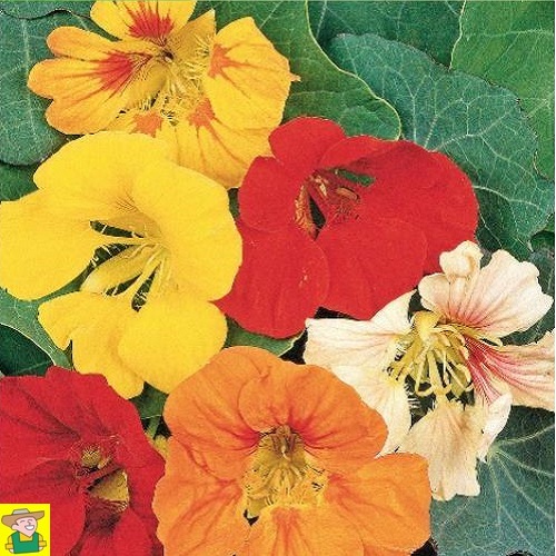 14800 Tropaeolum Majus Mix - Oost-Indische Kers Enkelbloemig - Capucine Fleurs Simples