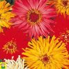 14867 Zinnia Elegans Mix - Zinnia Chrysantbloemig - Zinnia à Fleurs de Chrysanthèmes