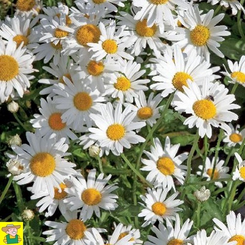 15310 Chrysanthemum Silver Princess - Lage Margriet - Chrysanthème Nain