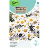 15310 Chrysanthemum Silver Princess - Lage Margriet - Chrysanthème Nain