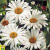 15315 Chrysanthemum May Queen - Margriet - Chrysanthème