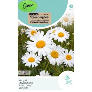 15315 Chrysanthemum May Queen - Margriet - Chrysanthème