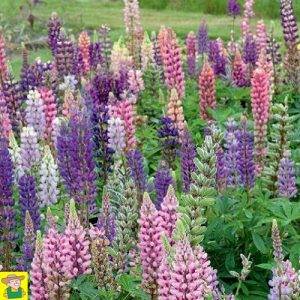 15420 Lupine Russell s Hybrids - Lupine - Lupin