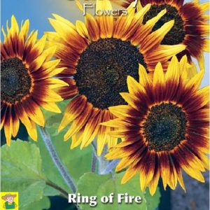 80814 Helianthus Ring of fire - Zonnebloem - Tournesol
