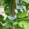 21961 Tomatenclips - Clips pour tomates